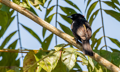 Tachyphonus surinamus