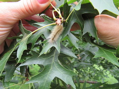 Halysidota tessellaris