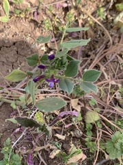 Vicia narbonensis