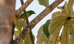 Ixothraupis xanthogastra