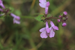 Stachys bogotensis