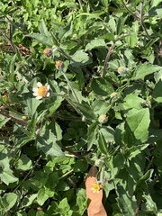 Tridax procumbens