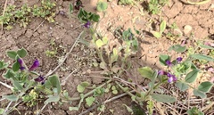 Vicia narbonensis