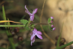 Stachys bogotensis