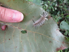 Halysidota tessellaris