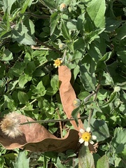 Tridax procumbens