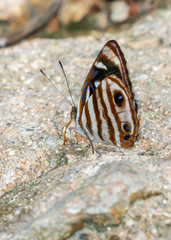 Dynamine gisella