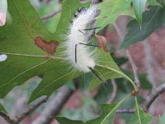 Acronicta americana