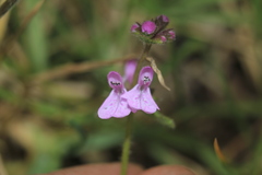 Stachys bogotensis
