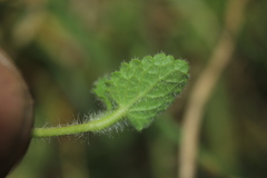 Stachys bogotensis