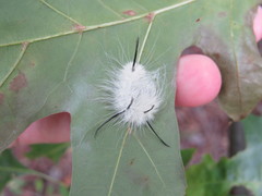 Acronicta americana