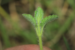 Stachys bogotensis