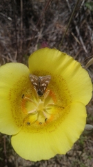 Heliothodes diminutiva