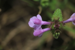 Stachys bogotensis