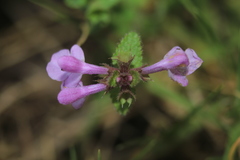 Stachys bogotensis
