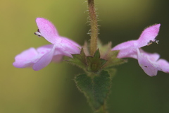 Stachys bogotensis