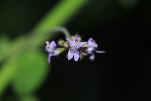 Mesosphaerum sidifolium