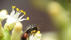 Hylaeus graenicheri