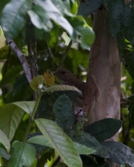 Turdus ignobilis