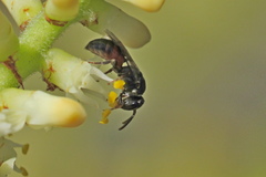 Hylaeus graenicheri