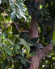 Turdus ignobilis