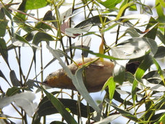 Pardalotus