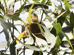 Pardalotus