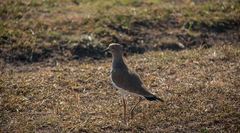 Vanellus melanopterus