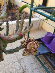 Orbea variegata