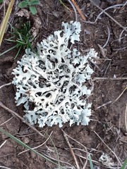 Xanthoparmelia camtschadalis