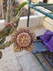 Orbea variegata