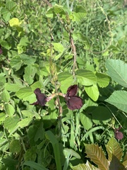 Macroptilium atropurpureum