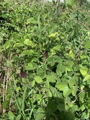 Macroptilium atropurpureum