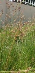 Juncus balticus