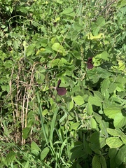 Macroptilium atropurpureum