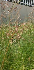 Juncus balticus