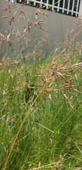 Juncus balticus
