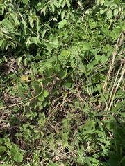 Macroptilium atropurpureum