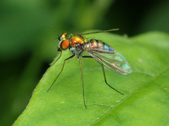 Condylostylus comatus