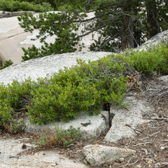 Sceloporus occidentalis taylori