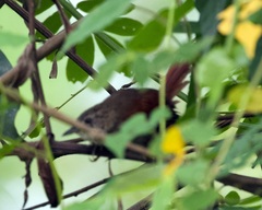 Synallaxis gujanensis