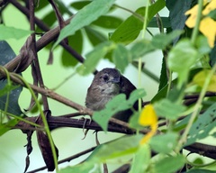 Synallaxis gujanensis