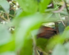 Synallaxis gujanensis