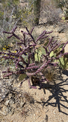 Cylindropuntia thurberi versicolor