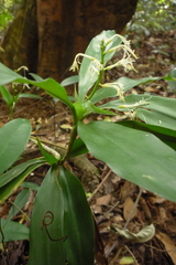 Dracaena porteri