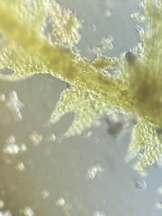 Fuscocephaloziopsis lunulifolia