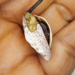 Pseudochama corrugata