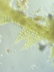 Fuscocephaloziopsis lunulifolia