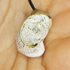 Pseudochama corrugata