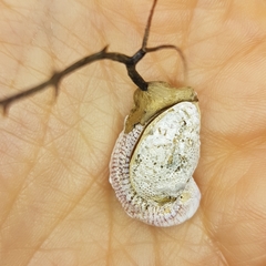 Pseudochama corrugata